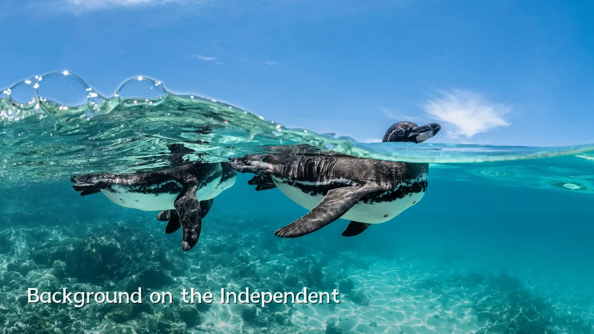 Background on the Independent